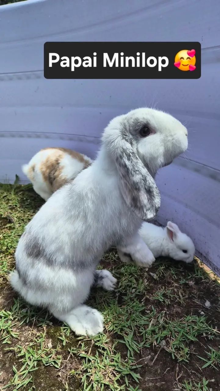 Mini coelhos 