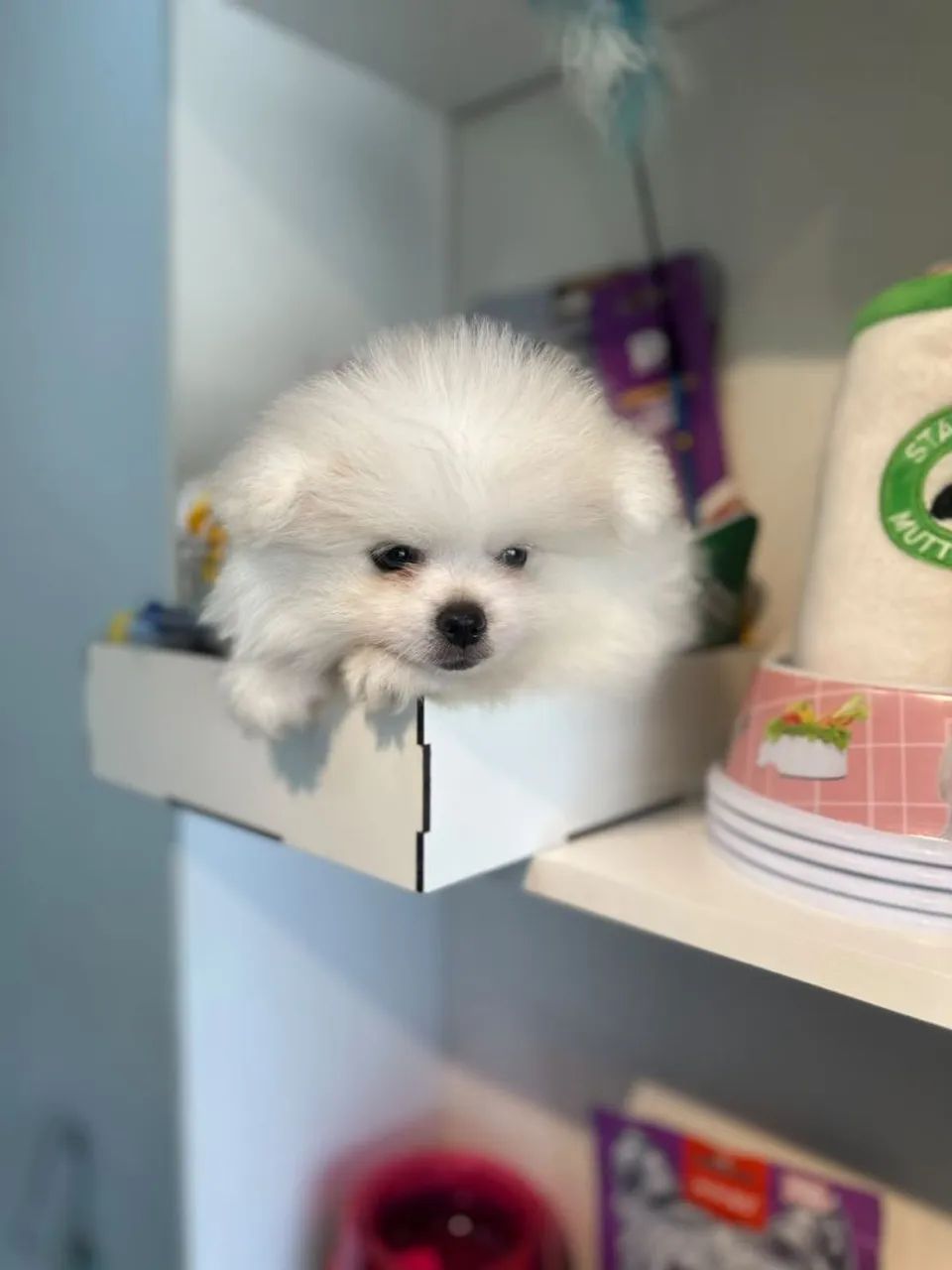 Lindo spitz macho  - Foto 3