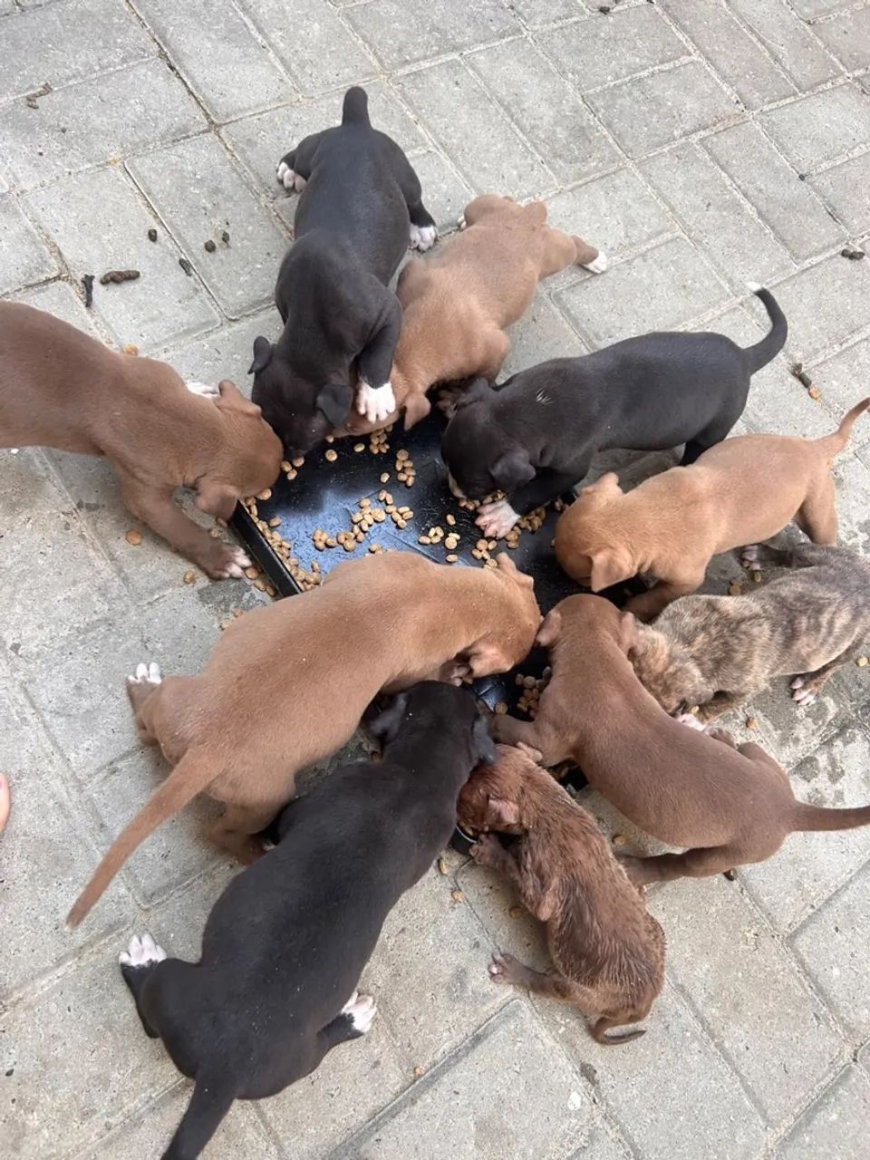 Pitmonster
