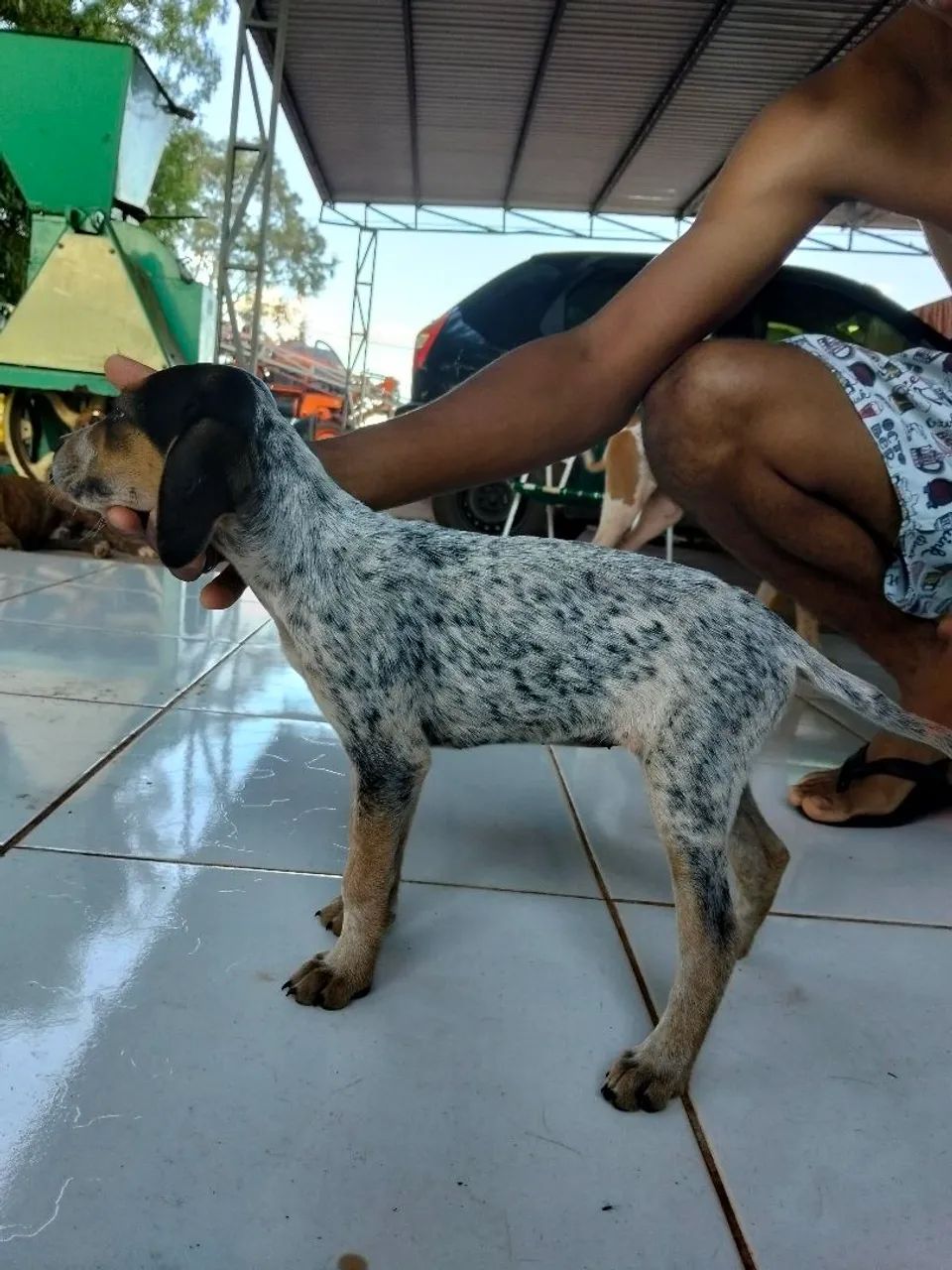 Filhotes de cachorro americano urrador  - Foto 6