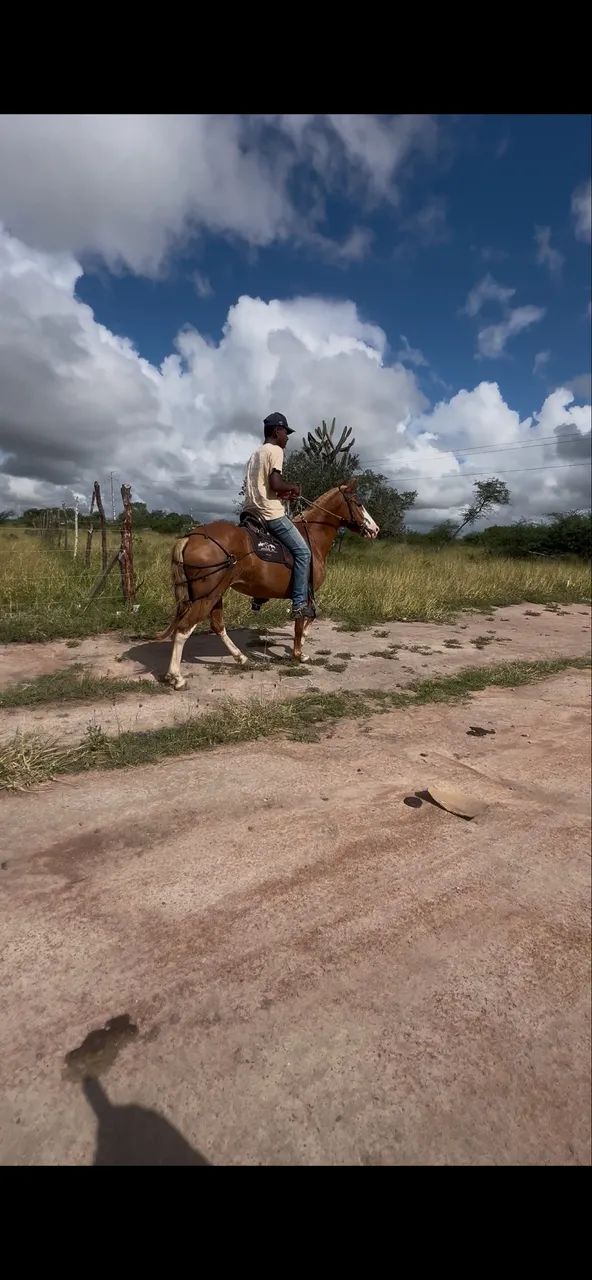 Égua mangalarga natural de marcha picada à venda - Foto 2