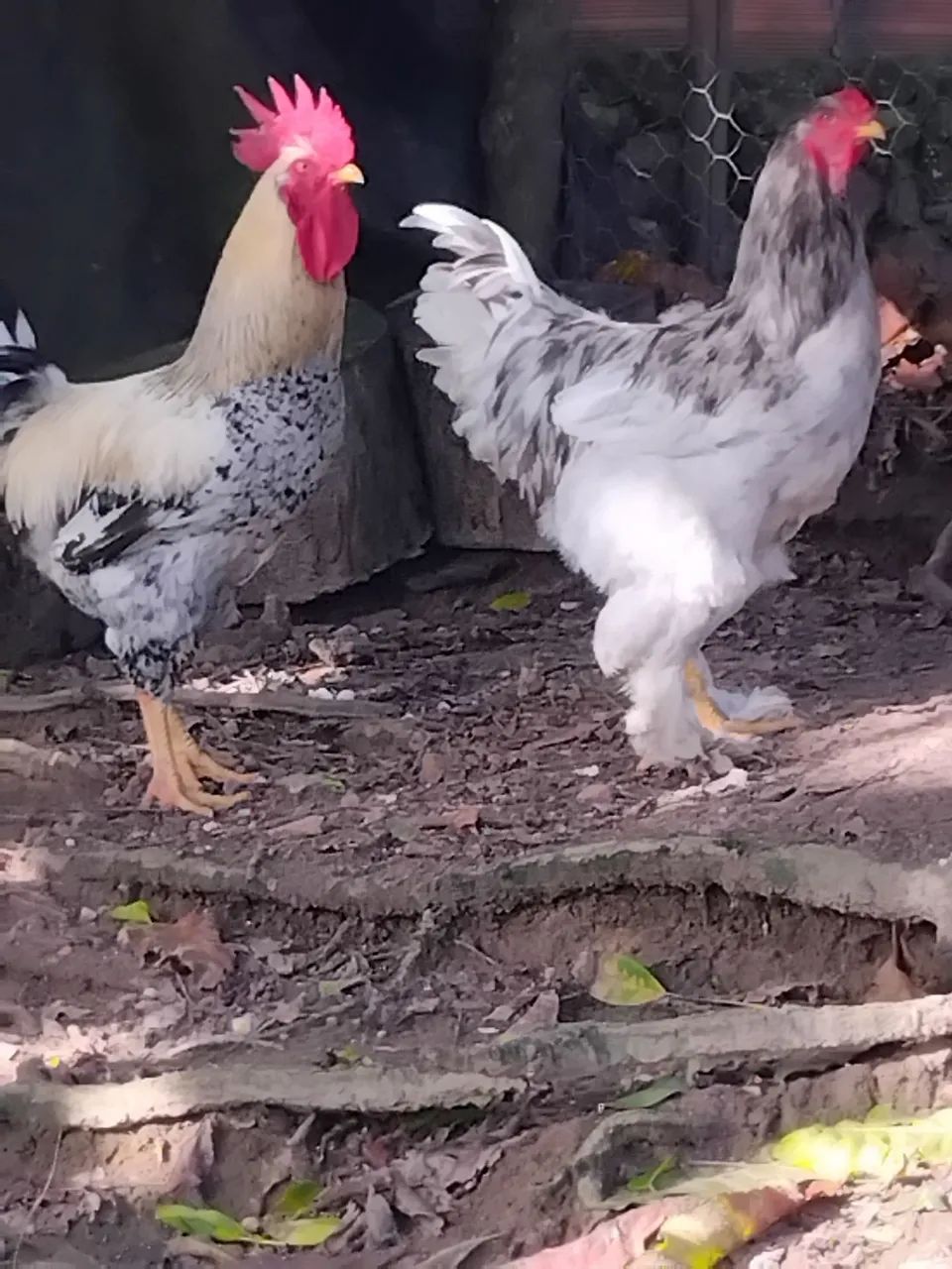 Vende-se dois frango