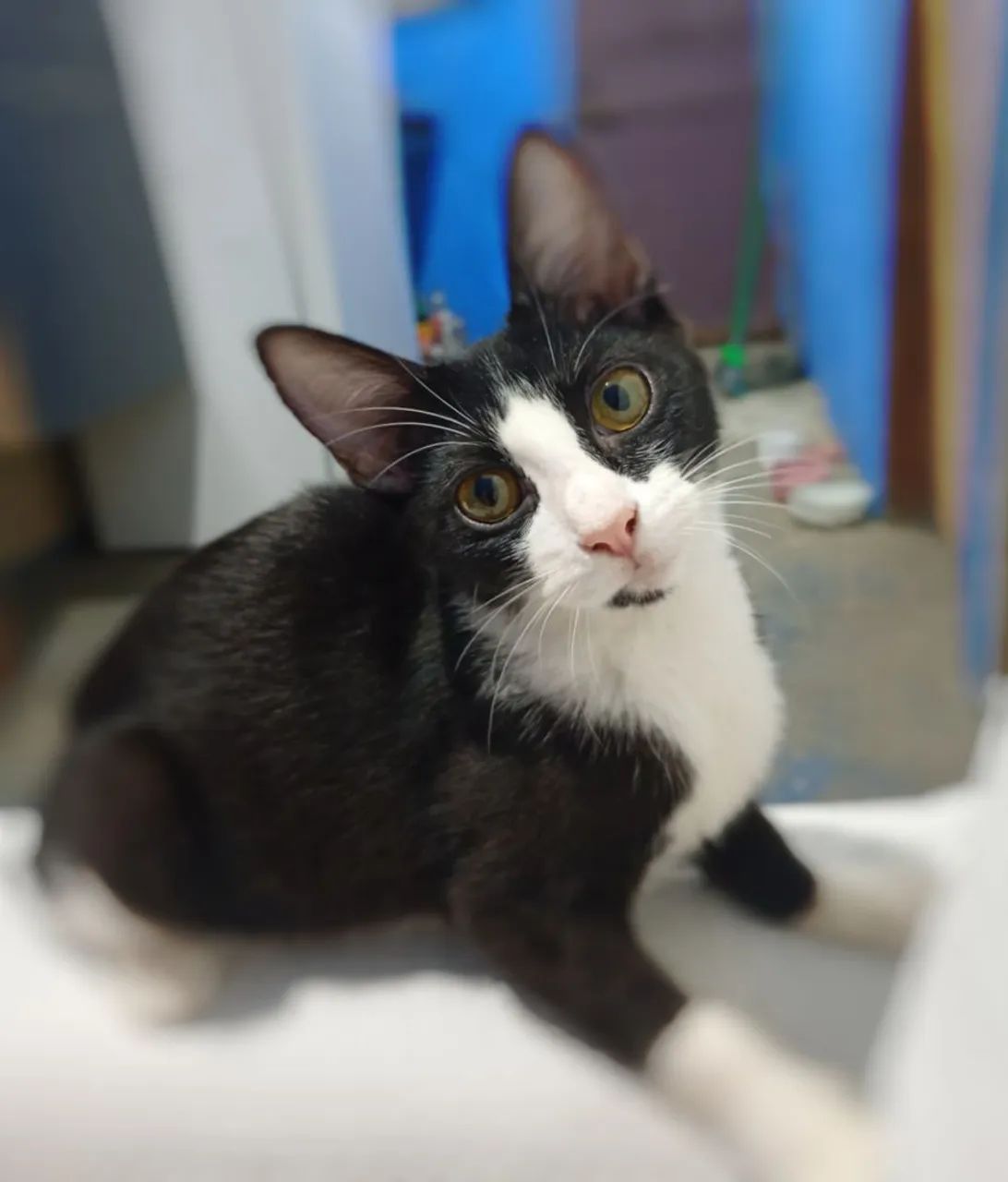 Gatinha para adoção  - Foto 2