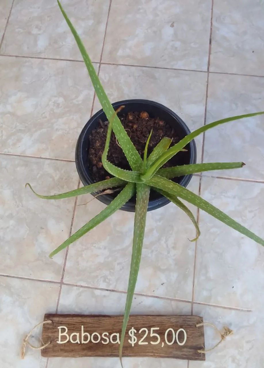 Plantas ornamentais  - Foto 3