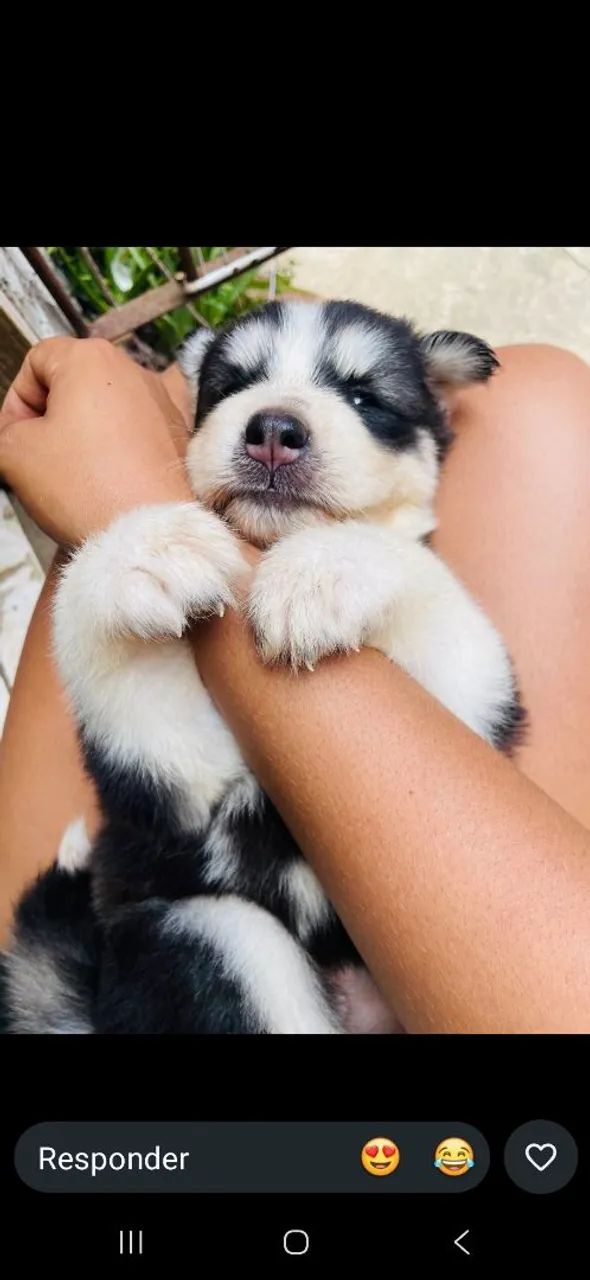 Husky siberiano 
