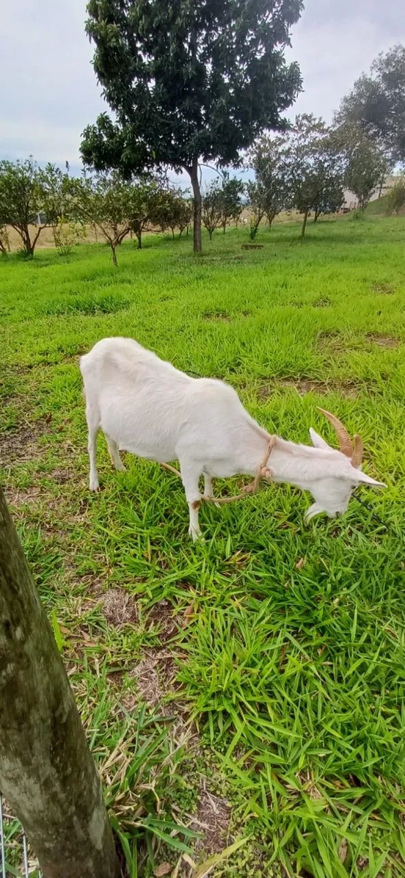 Vendo cabra - Foto 2