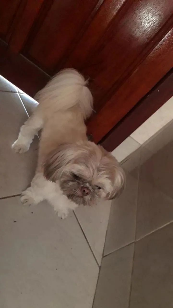 Doando Shih tzu macho  - Foto 3