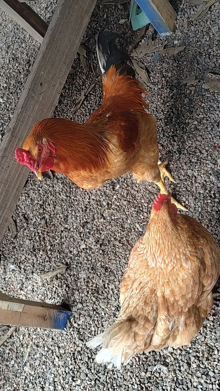 Galinha  - Foto 2