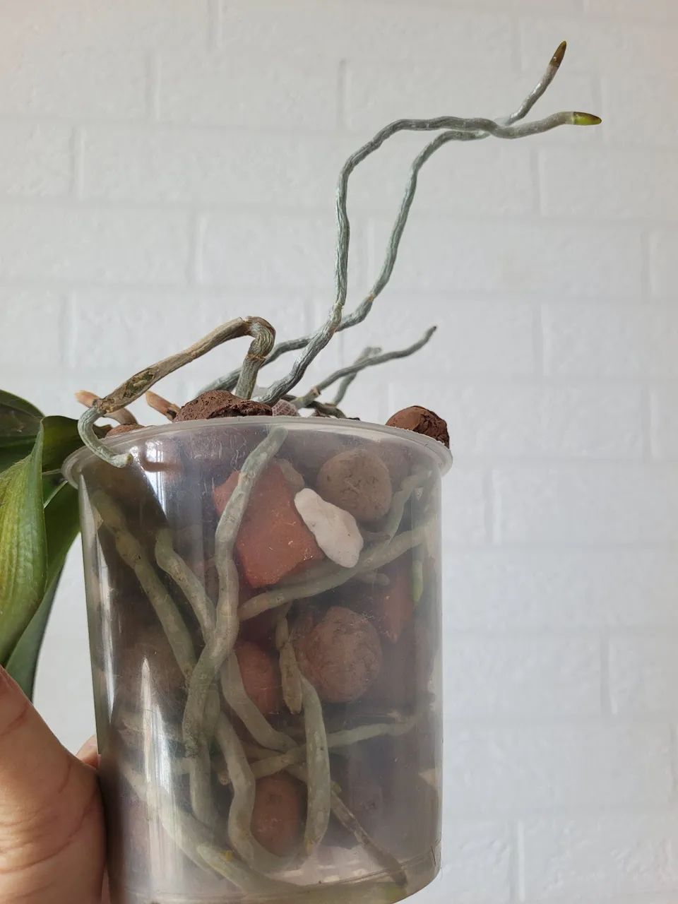 Orquídea  - Foto 2