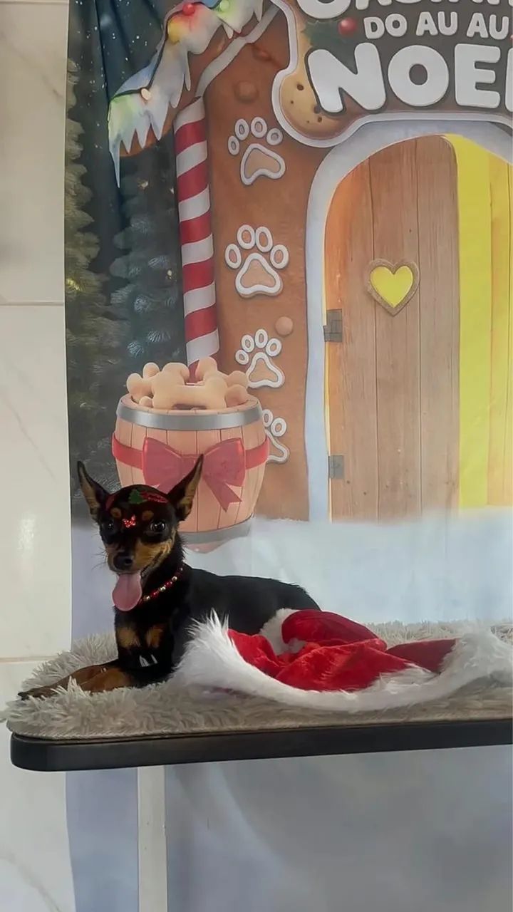 VENDO CASAL DE PINSCHER 1 - Foto 4