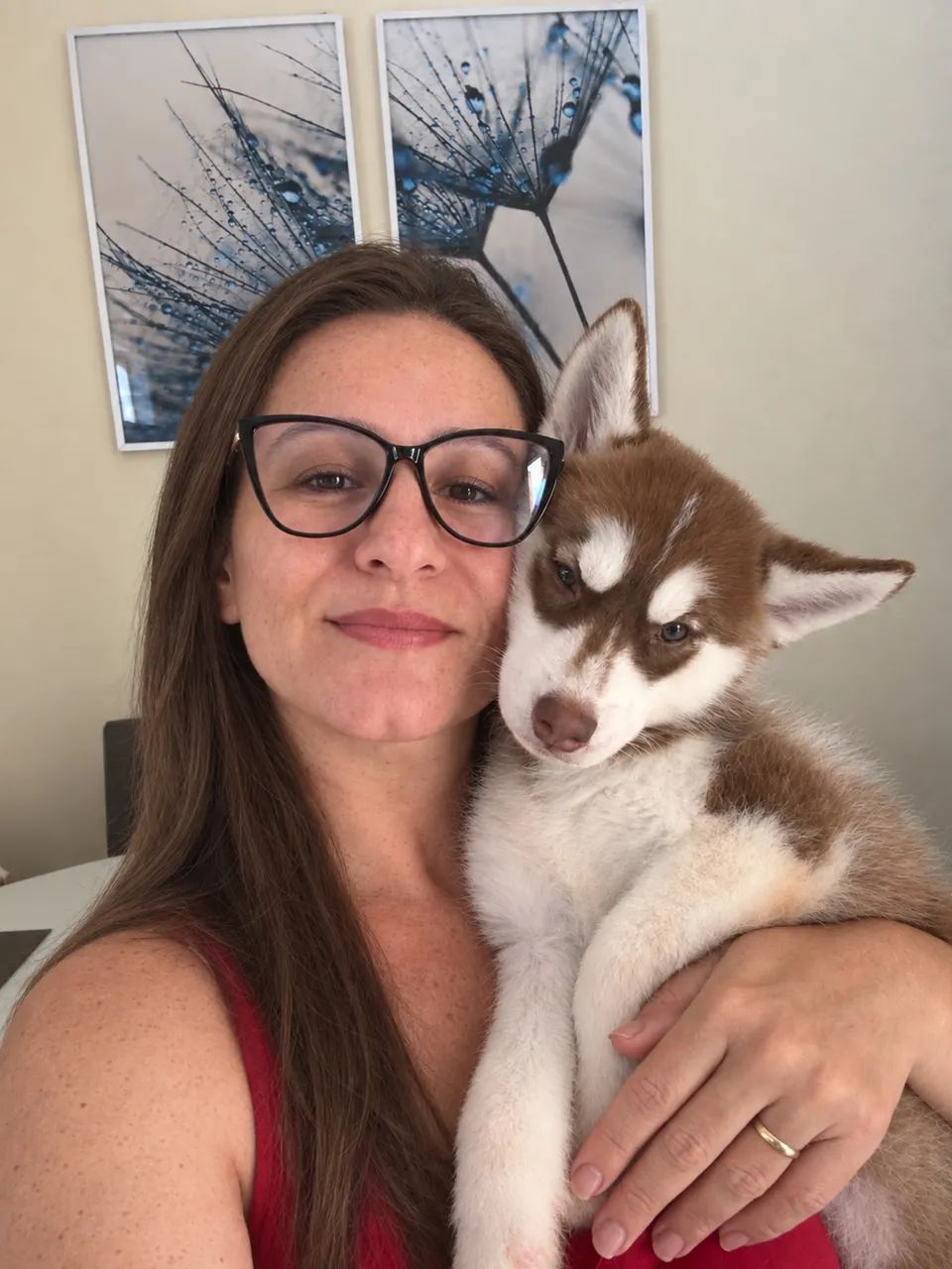 Husky siberiano  - Foto 3