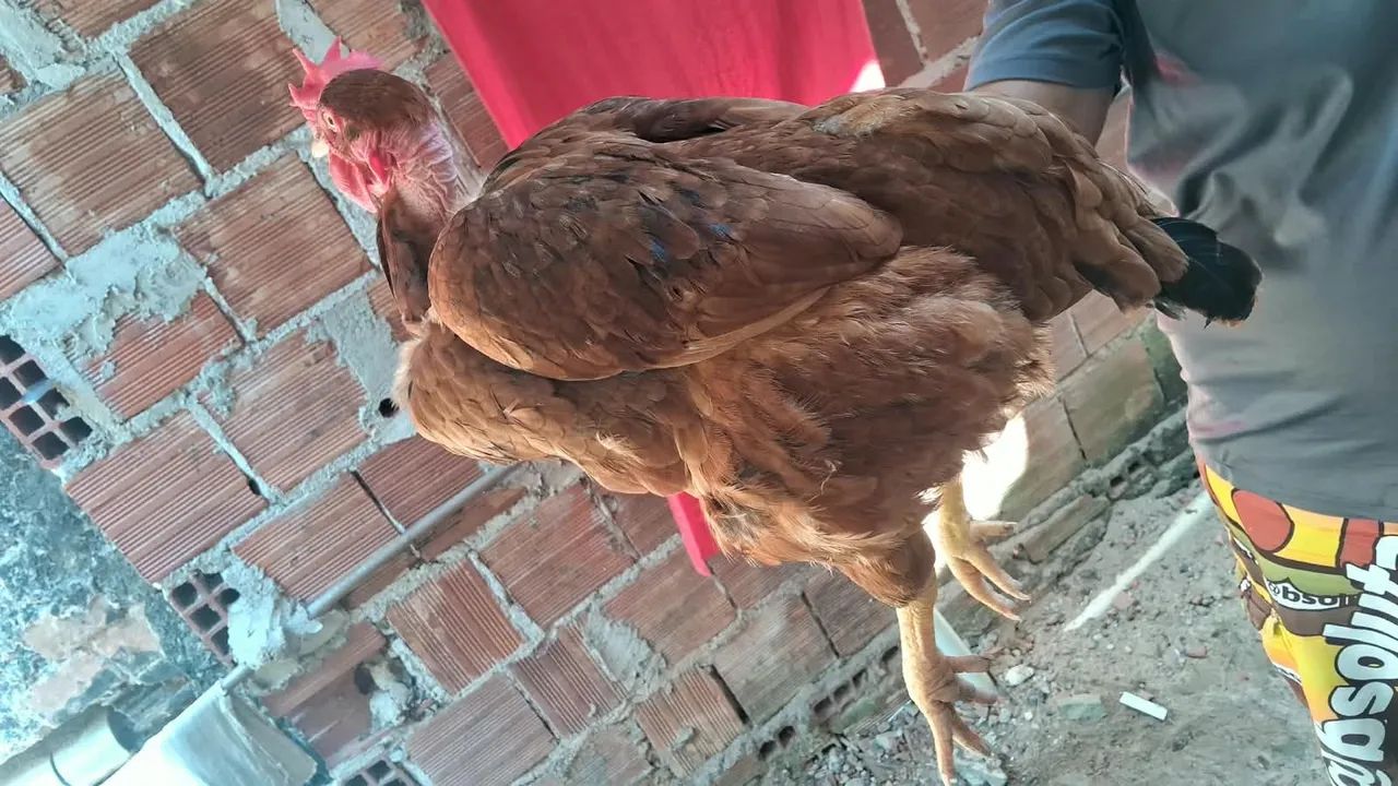 Aves ornamentais  - Foto 5