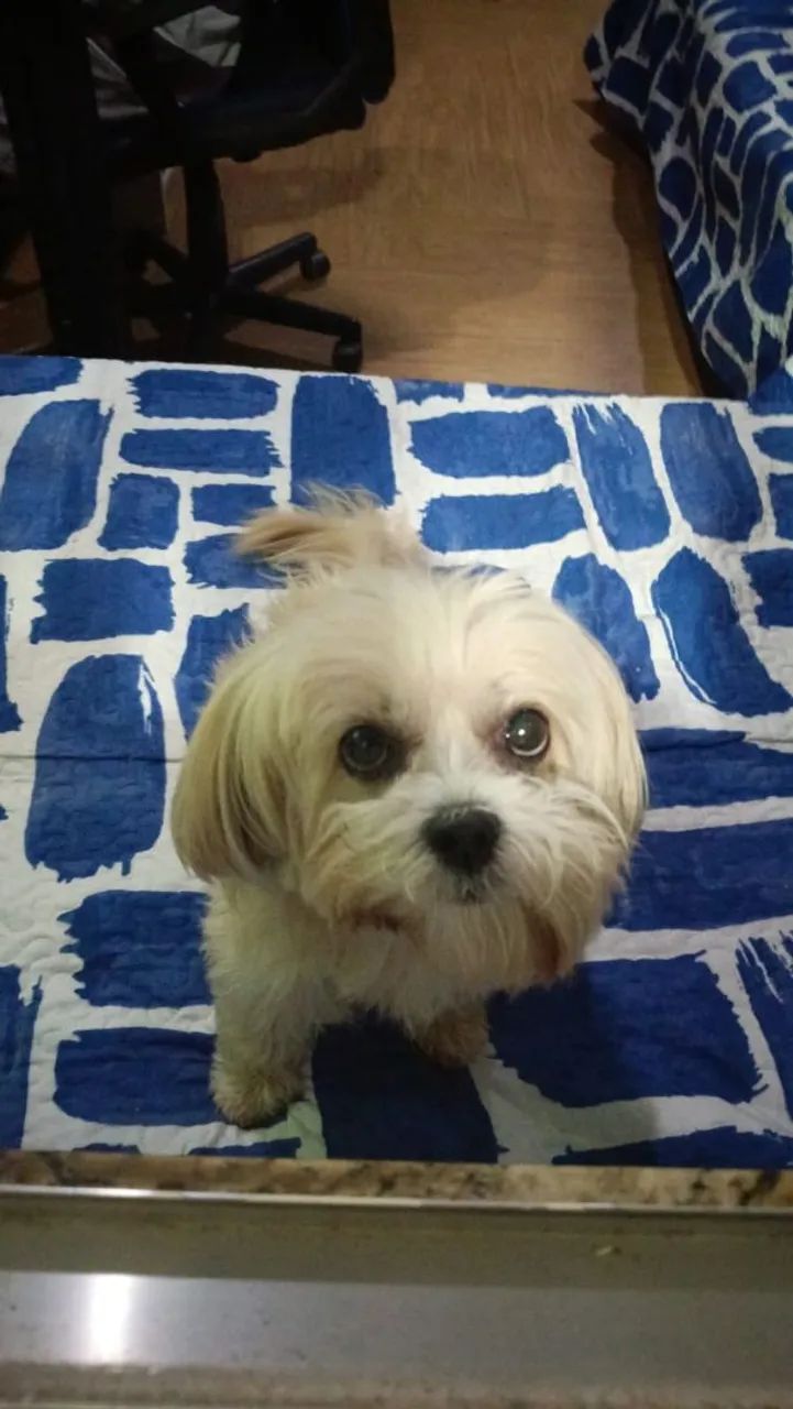 Fêmea shitzu quer cruzar  - Foto 3