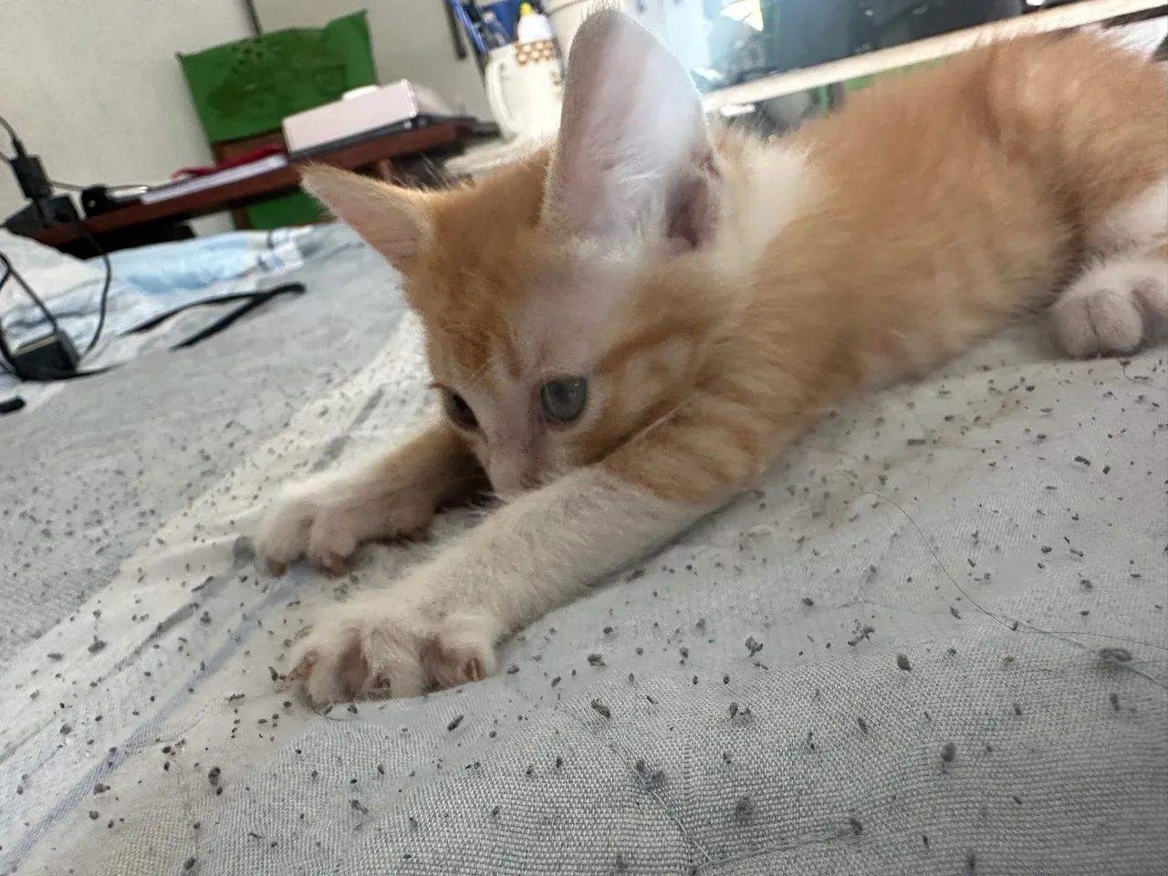 Gatinho laranja - Foto 2