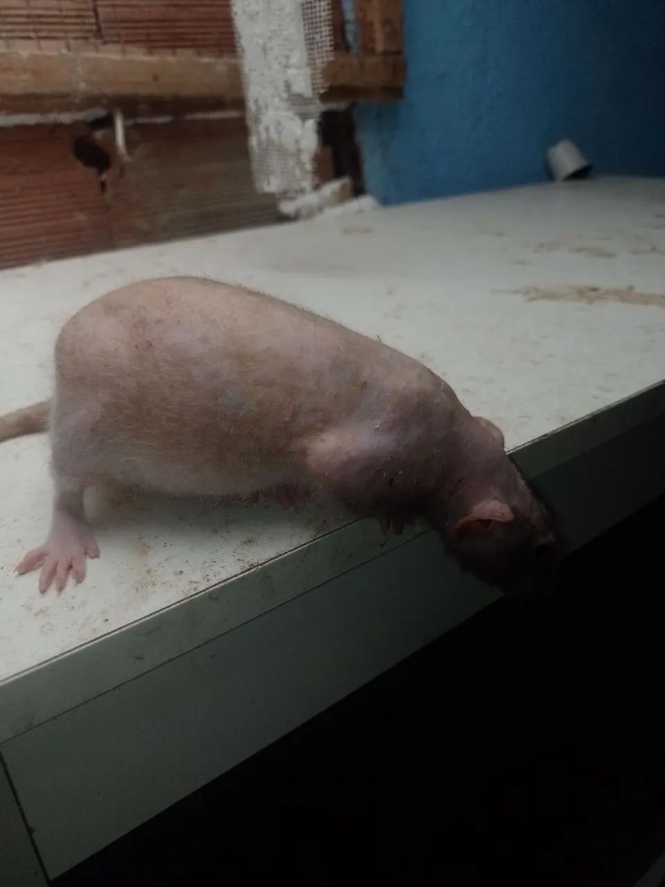 Rato Twister  - Foto 4