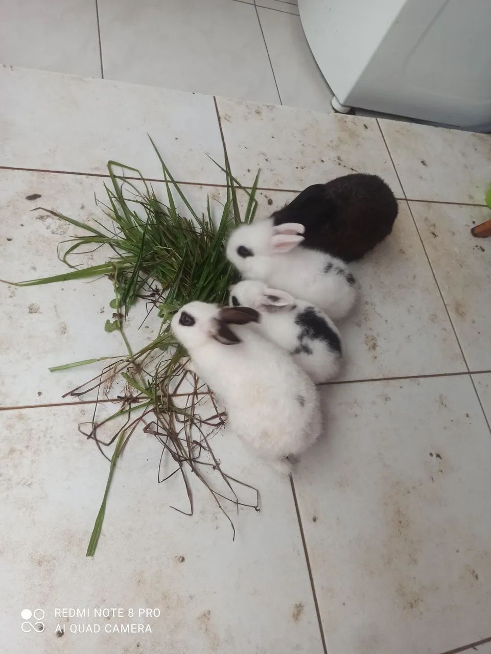 Coelho  - Foto 2