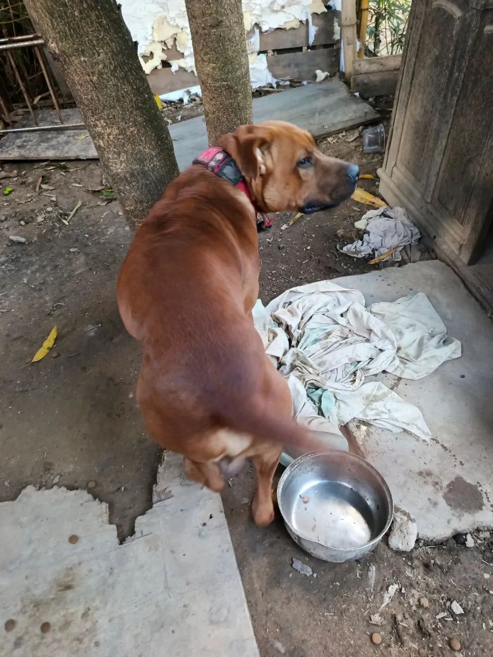 Doação cachorro  - Foto 4