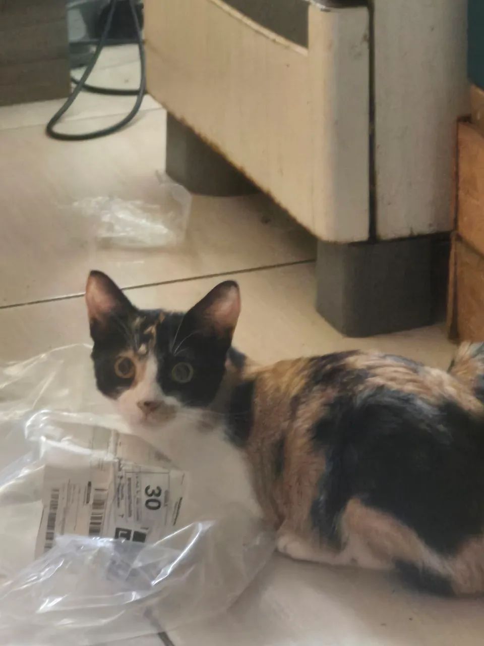 Doação de gato 