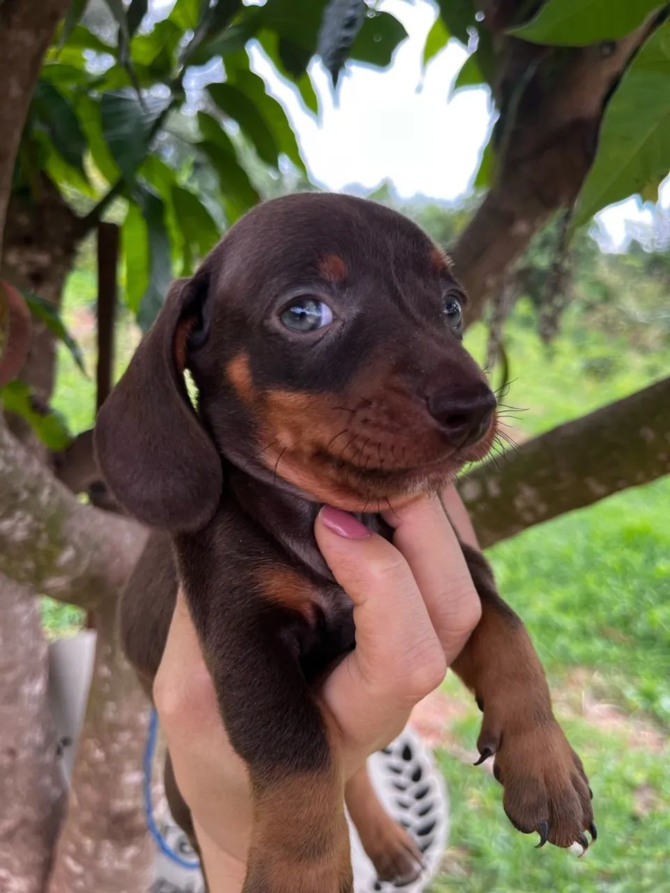 Filhote DACHSHUND macho 