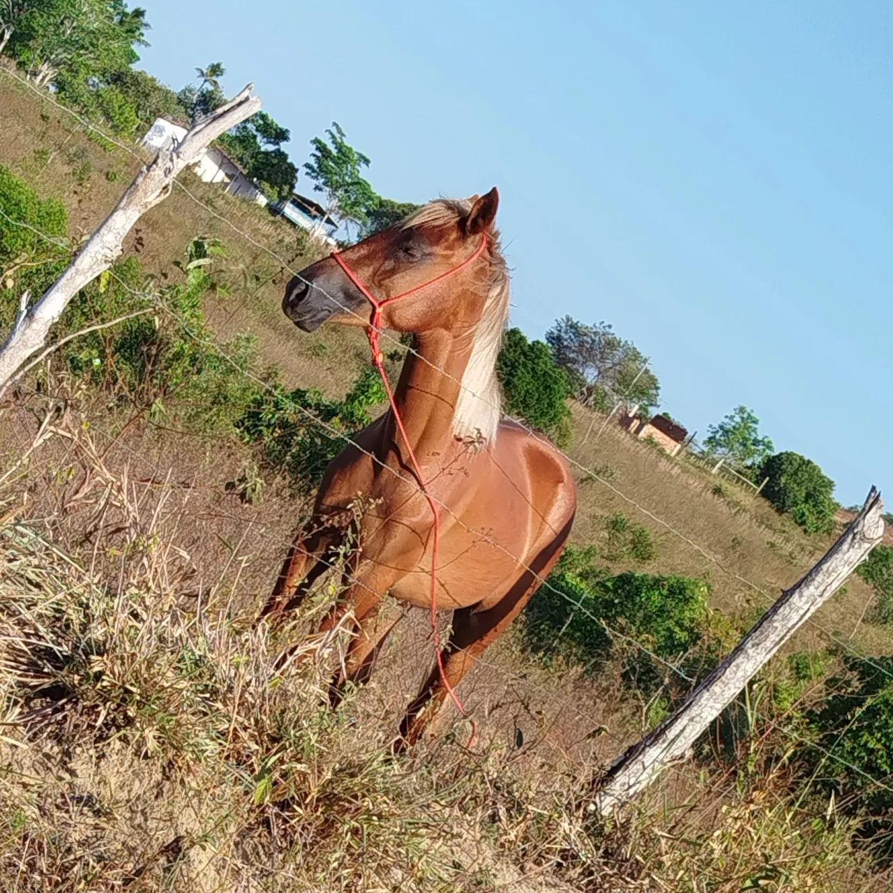 Potra místiça  de quarto de milha com criolo  - Foto 2