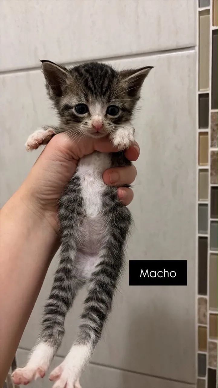 Gatinhos para doação - GRÁTIS!! - Foto 4