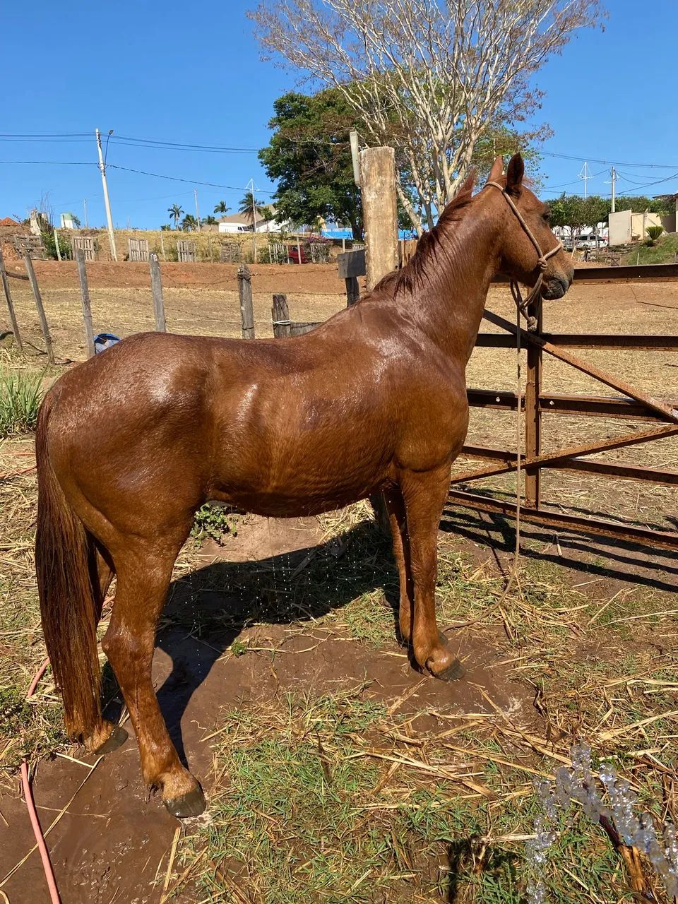 Cavalo  - Foto 4