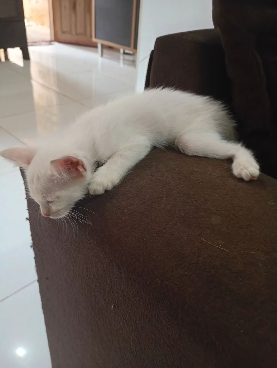 Doação de animais  - Foto 2