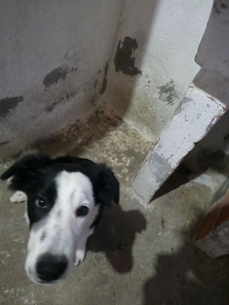 Border Collie - Foto 2