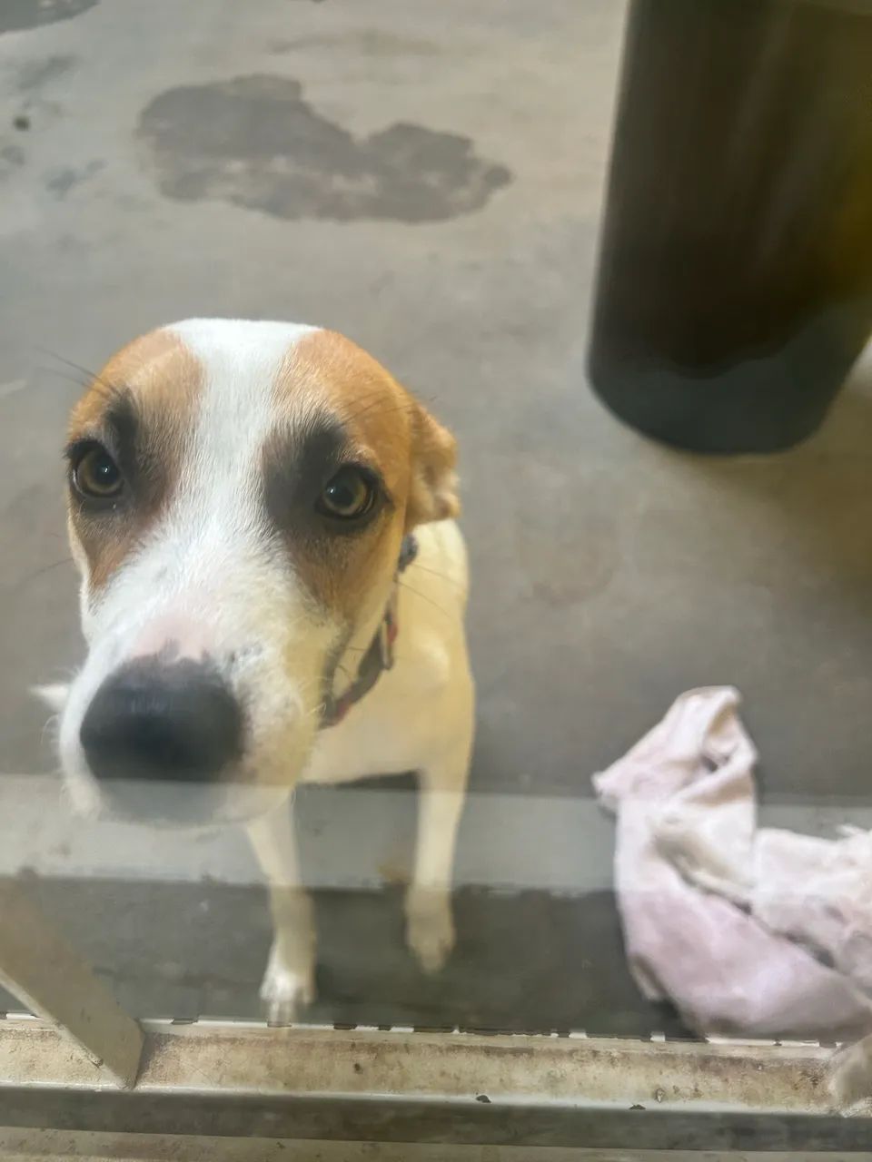 Doação cachorra fêmea 