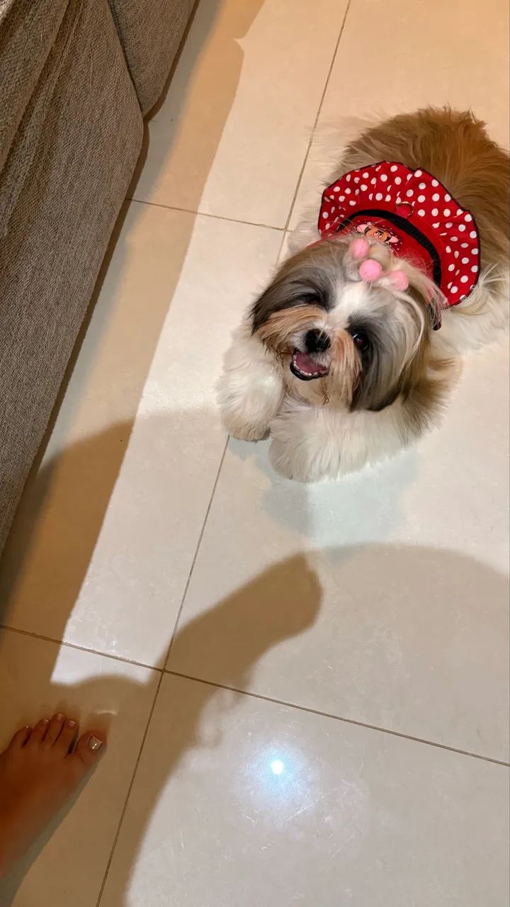 Cachorra raça Shihtzu  - Foto 2