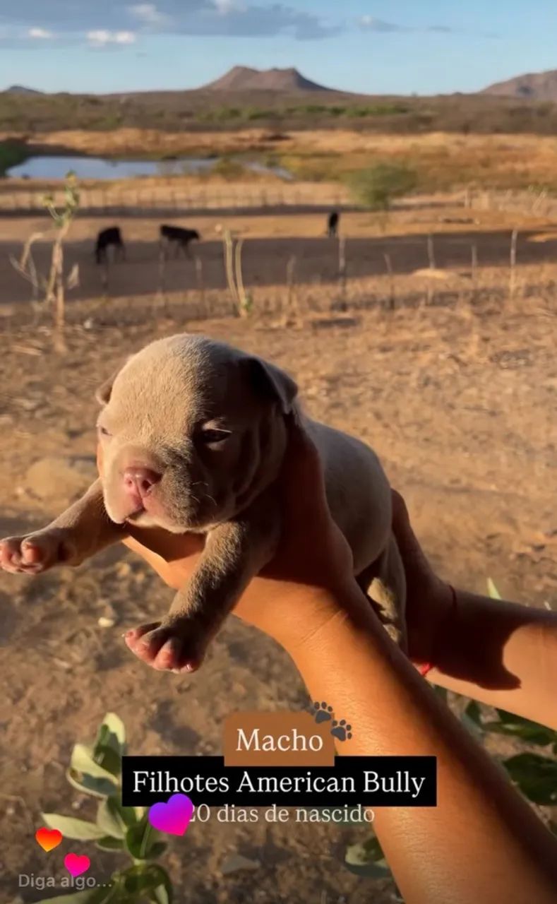 FILHOTES AMERICAN BULLY - Foto 2