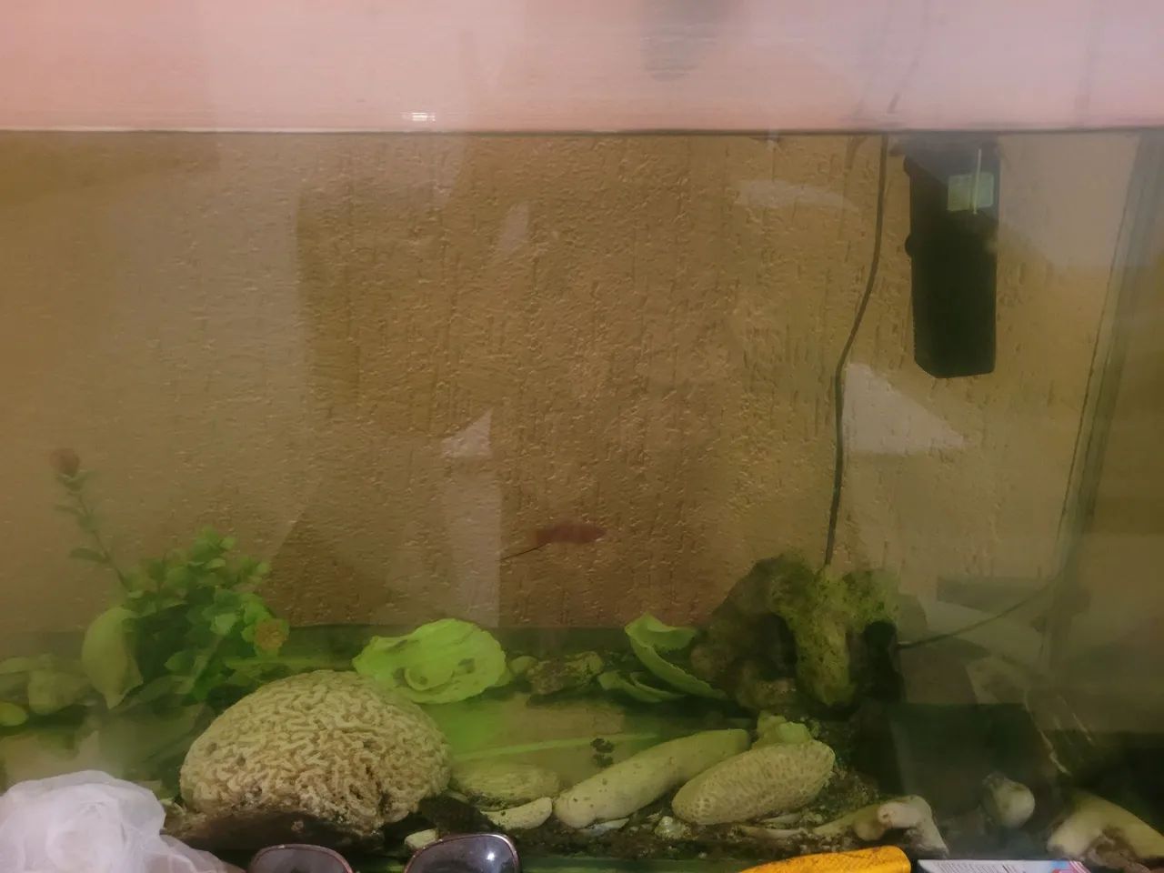 Aquario