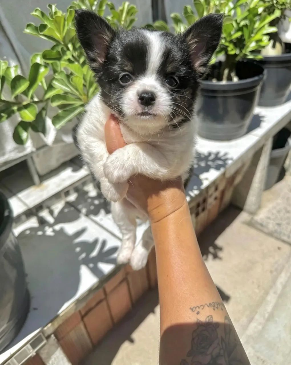 Chihuahua Pelo Longo 