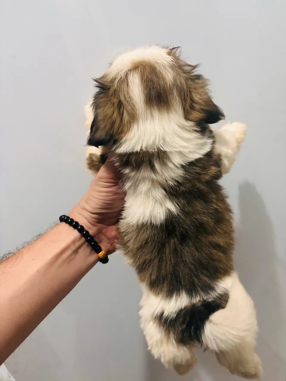 Lhasa Apso - Foto 5