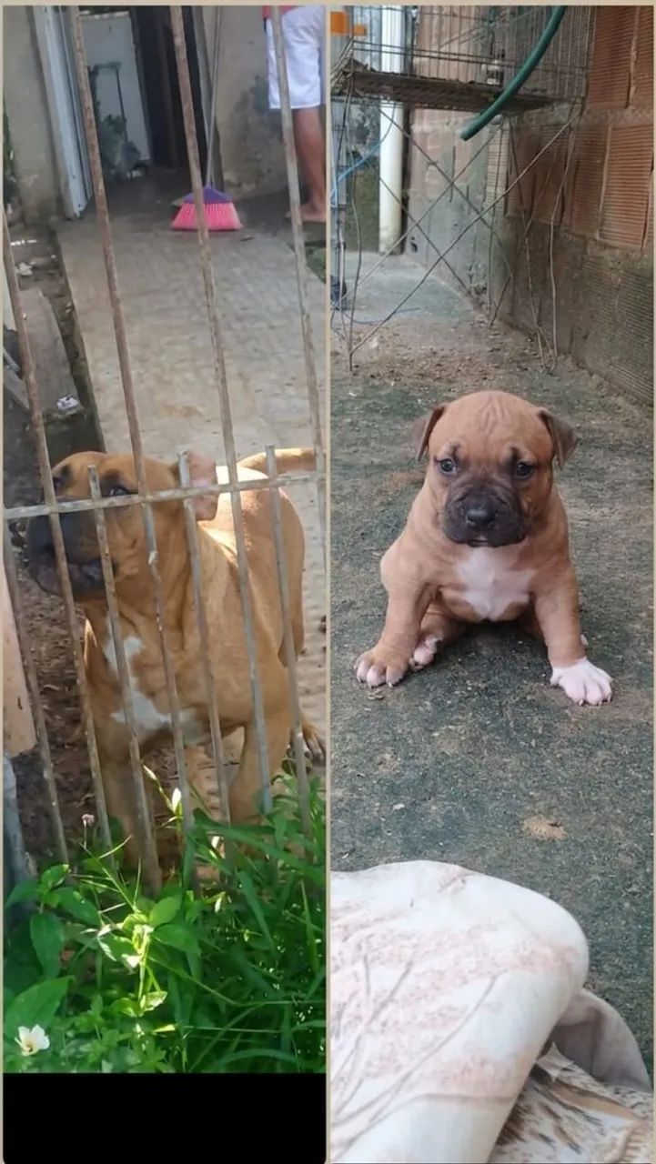 Pitbull