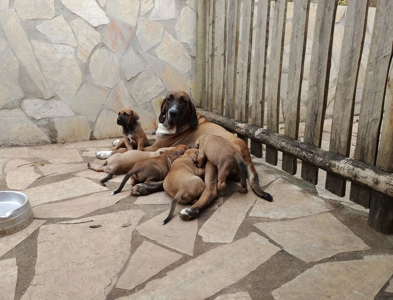 Fila Brasileiro  - Foto 3