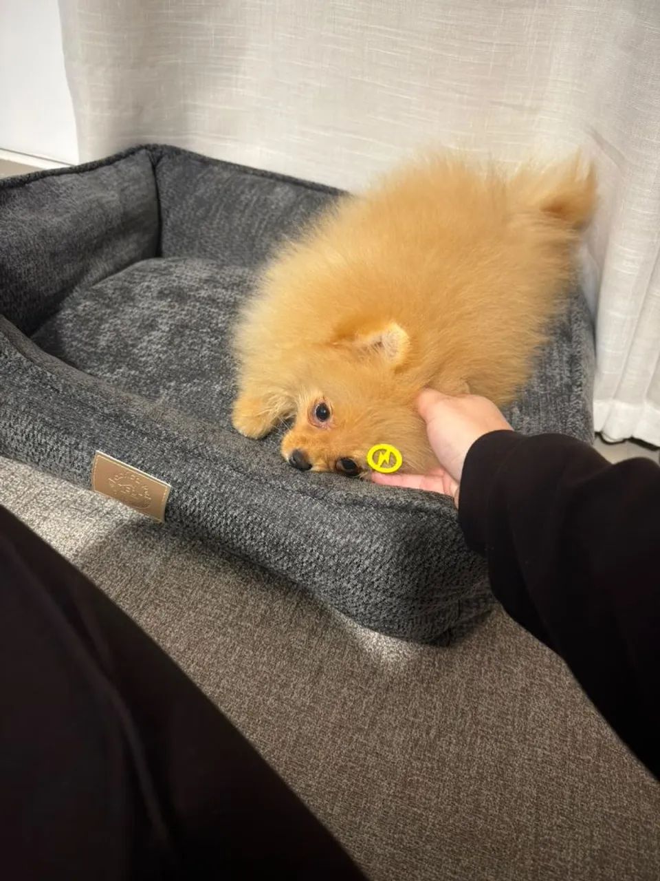 Lulu / Spitz Alemão  - Foto 3