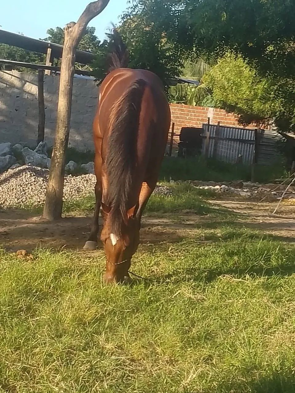 Vendo, Cavalo correndo de esquerda 