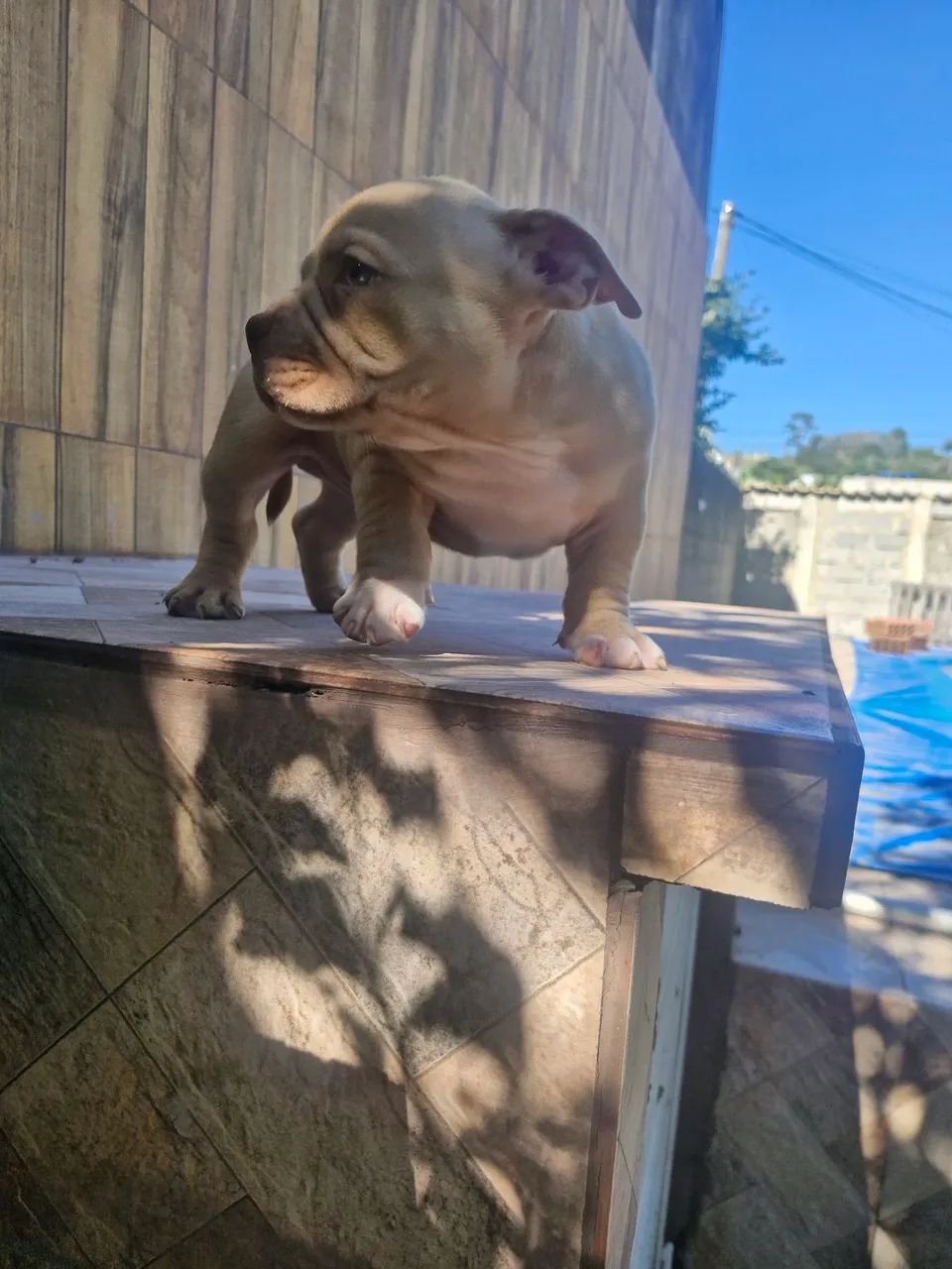 Bully - Foto 4