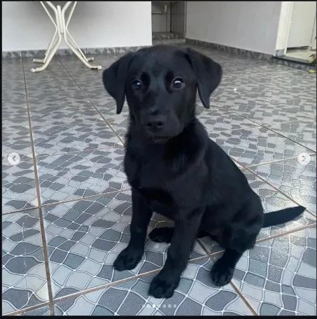 ? DOAÇÃO DE FILHOTE DE LABRADOR ? - Foto 2