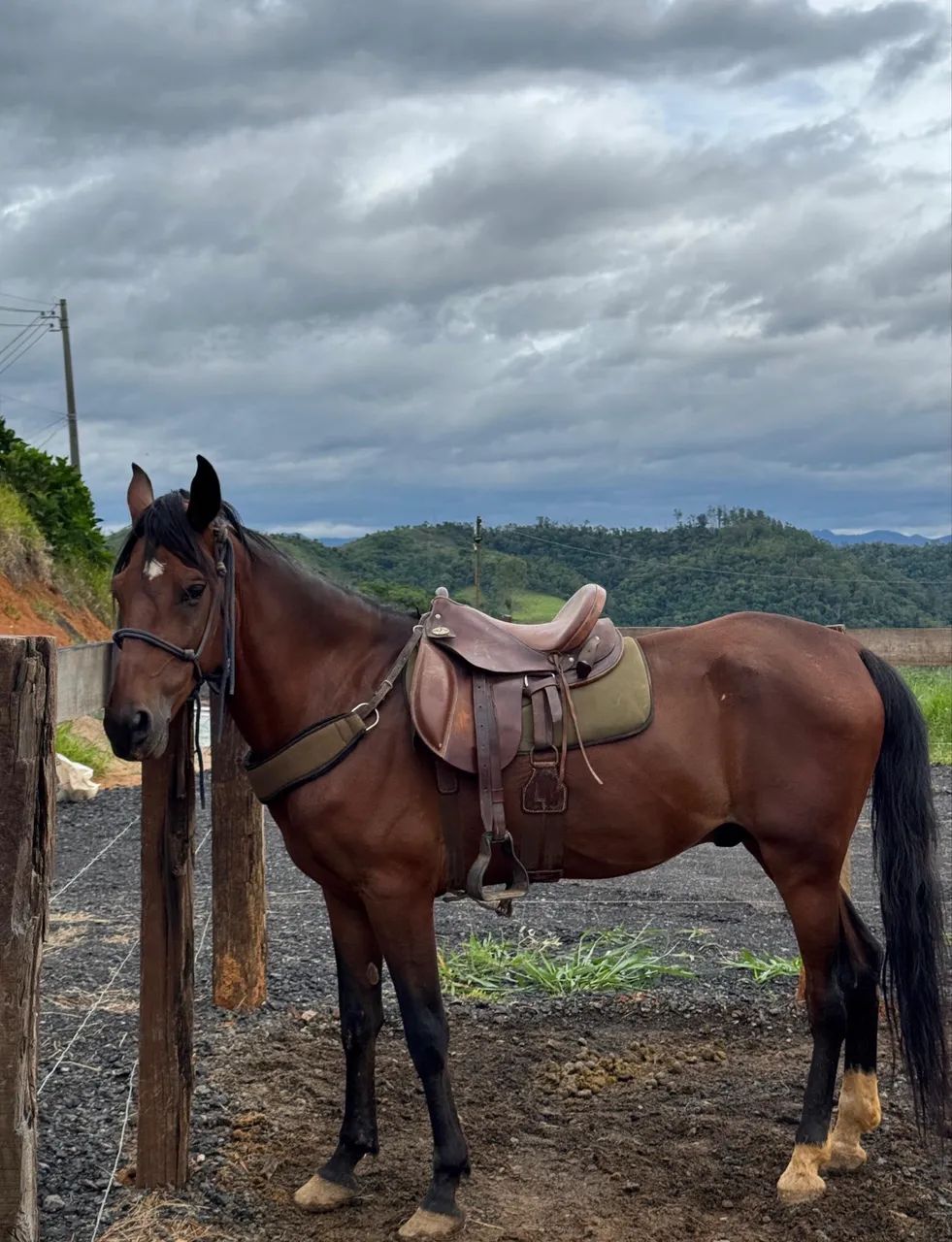 Mangalarga Marchador - Batida - Foto 2