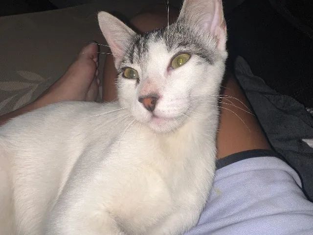 Gato para adoção  - Foto 3