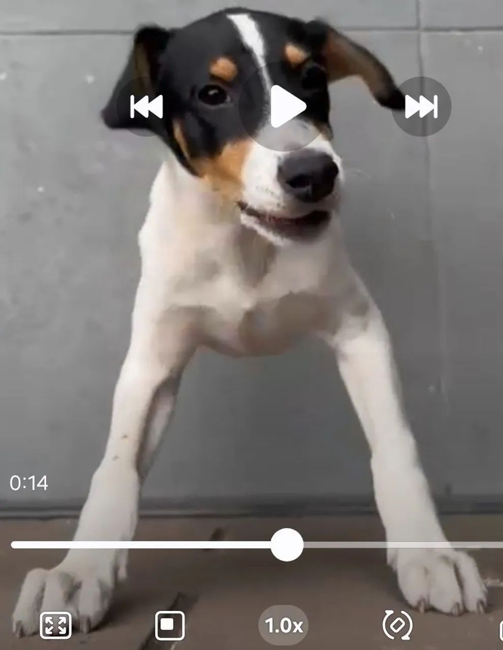 Doa se lindo cachorrinho,  4 meses, vermifugado, vacinado  -Mooca SP - Foto 5