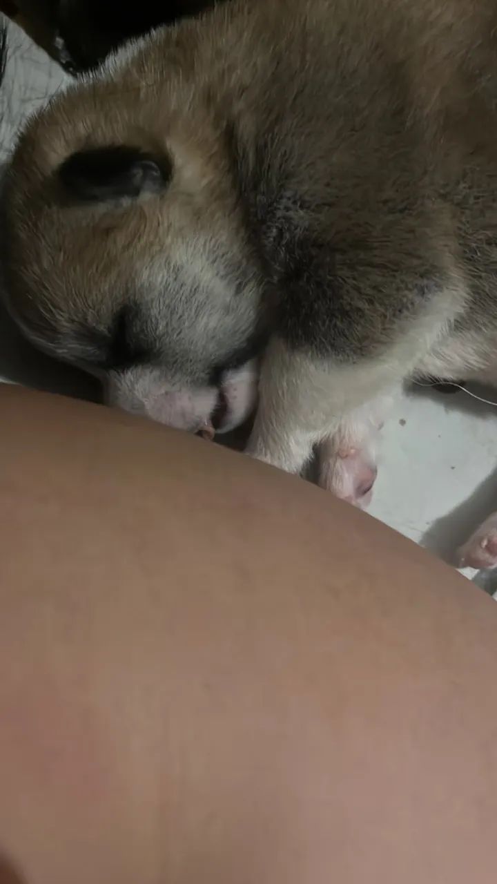 FILHOTES AKITAS  - Foto 2