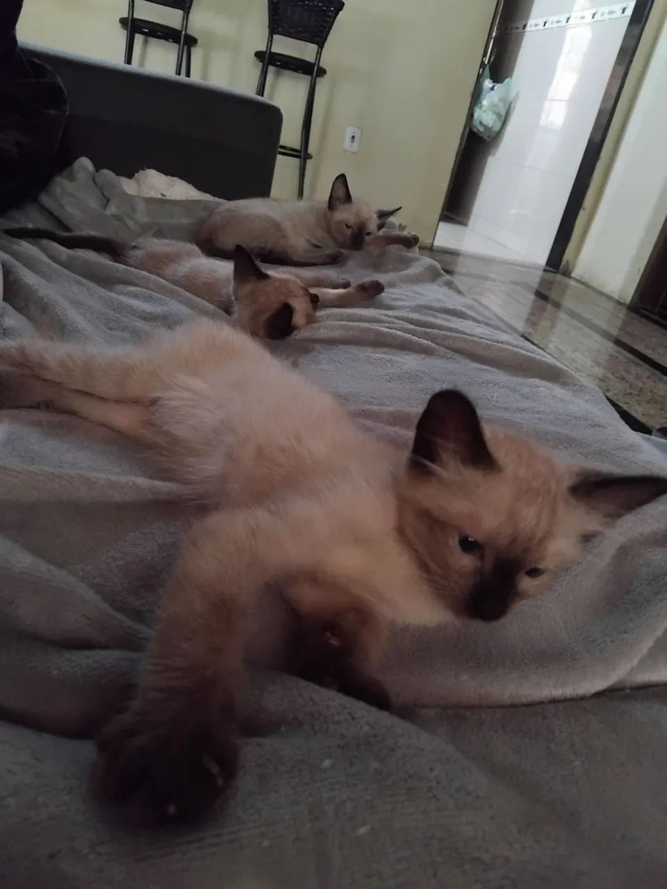 Gatinhos de 3 meses para adoção ,siameses ,um casal  - Foto 2
