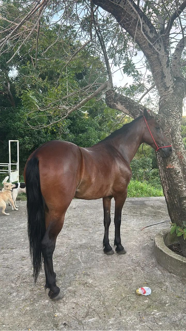 Cavalo - Foto 2