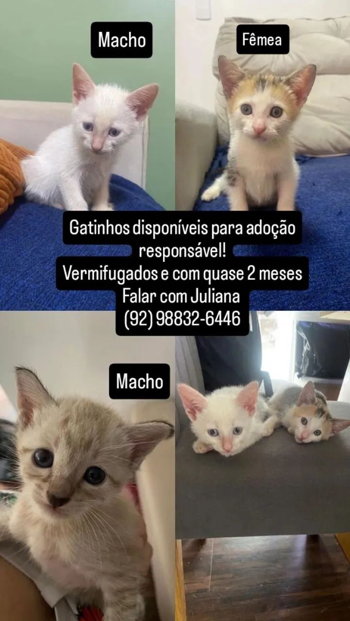 Gatinhos para adoção 