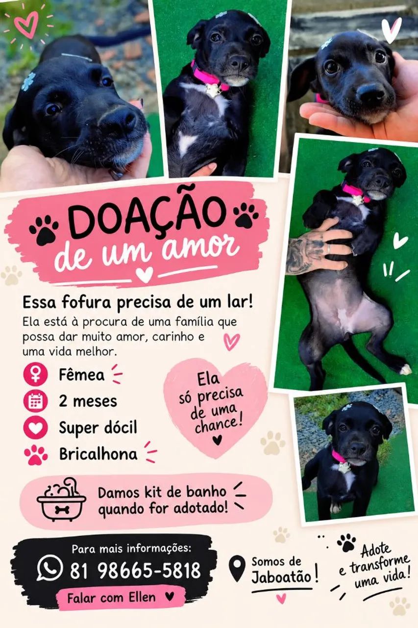 Cachorro doação
