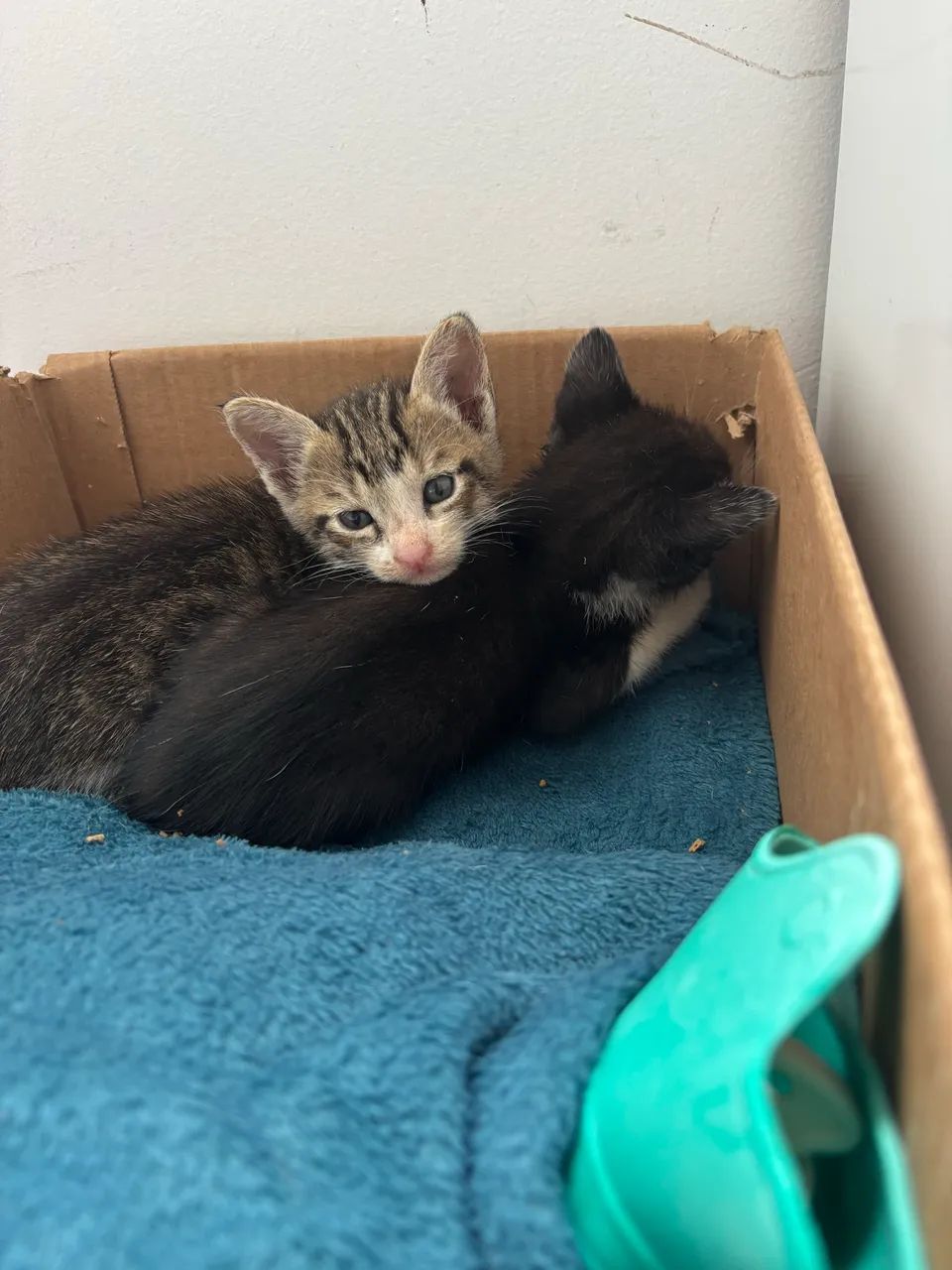 DOAM-SE GATOS FILHOTES - MACHOS - Foto 3