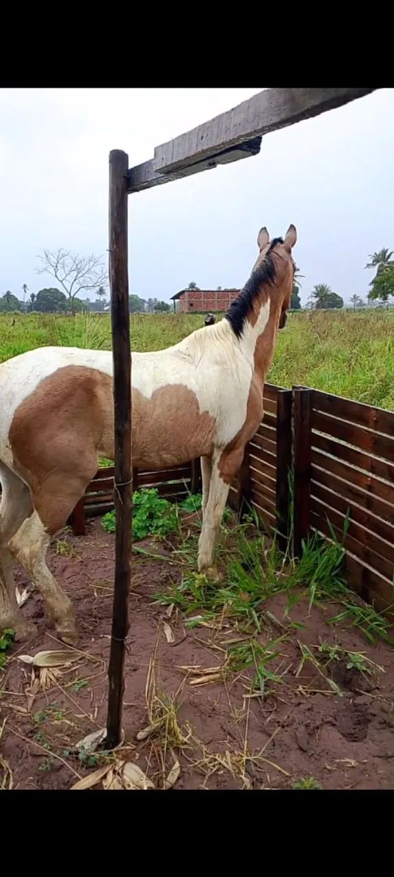Cavalo  - Foto 2